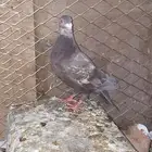 انثا زاجل زينه