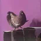 زوج كنق منتج وتحته بيض