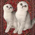 سكوتش فولد سلفر قولد كيتن انثى قطط للبيع انثى ذكر قطه شيراز