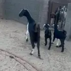 عنز جامع شبب عليها تيسين رايم وديد شرط