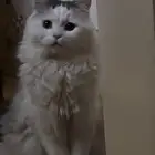 قط معقم لتبني مع كامل مستلزماته مجانا