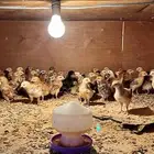 صوص بسعر ممتاز