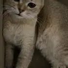 قط   بسه للتبني