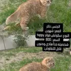 كتن سكوتش فولد للبيع