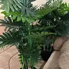 اثنين زرعه