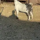 عنز بيشيه جرم عالي دافع