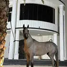 حصان عربي ورق