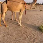 منيحة عشراء حمراء تحتها بكر