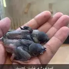 ( تم البيع ) للبيع فروخ غر قولديان فنش