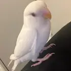 طير روز ابيض مفقود يوم الجمعة 21Nov الرس