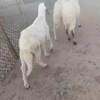 سواكني