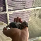 فروخ روز غر (تم البيع )