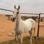 فرس شعبيه شيخه