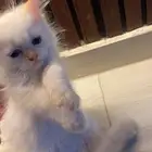 قطط كيتن للبيع العمر شهرين