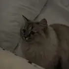 قطوة انثى للتزاوج في حائل