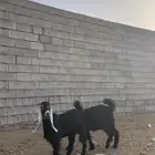 جفار عارضيات