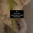 قطه مفقوده