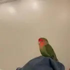 ببغاء روز اليف هدد