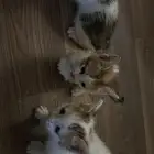 كيتن للتبني