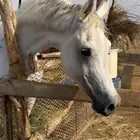 حصان شعبي فاخر