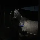 مربط النوادر للخيل