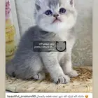 سكوتش ستريت قطط قطه قطوه قطو كيتن قط برتش cat