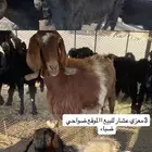 للبيع معزي عشار