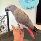 كاسكو ثلجي اليف وهدد ومتكلم