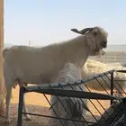 تيس للبيع فحل