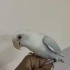 عصفور روز أليف