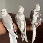 للبيع كروان كروانات اليفه ( تم البيع )
