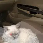 للبيع قطه هملايا انثى