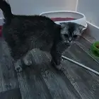 للبيع قطط سكوتش