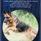 فندقة وتدريب كلاب