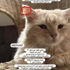 قط مفقود حائل