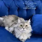 للتبني قطة طالبة تزاوج حنونه جدا  ولطيفه