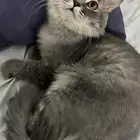 تبني قط