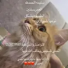 قطه انثى مو معقمه اتمنى شخص يخاف الله فيها