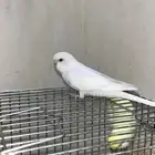 انثى بادجي اليفه وتلعب معى الأطفال