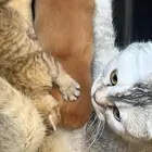 للبيع كتن سكوتش ستريت