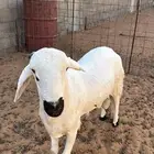 سواكن