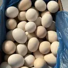 بيض بلدي