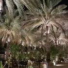 مطلوب شقة للايجار