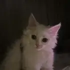 قطوة شيرازي للتبني