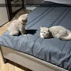 قط ذكر سكوتش ستريت بيور