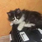 التبني اعمر 4