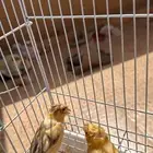 زوج كناري منتج مشروط