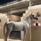 فحل مصري بيور