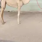 لقيه هجن شكل وسلاله
