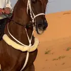 فرس شعبيه للبيع